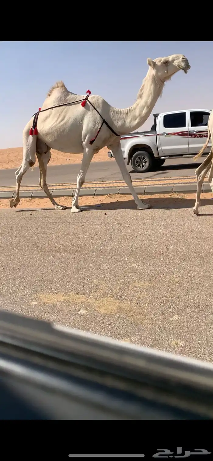 خلفه كفو وضحى مغتر حدرها قعود طيب فردي 2
