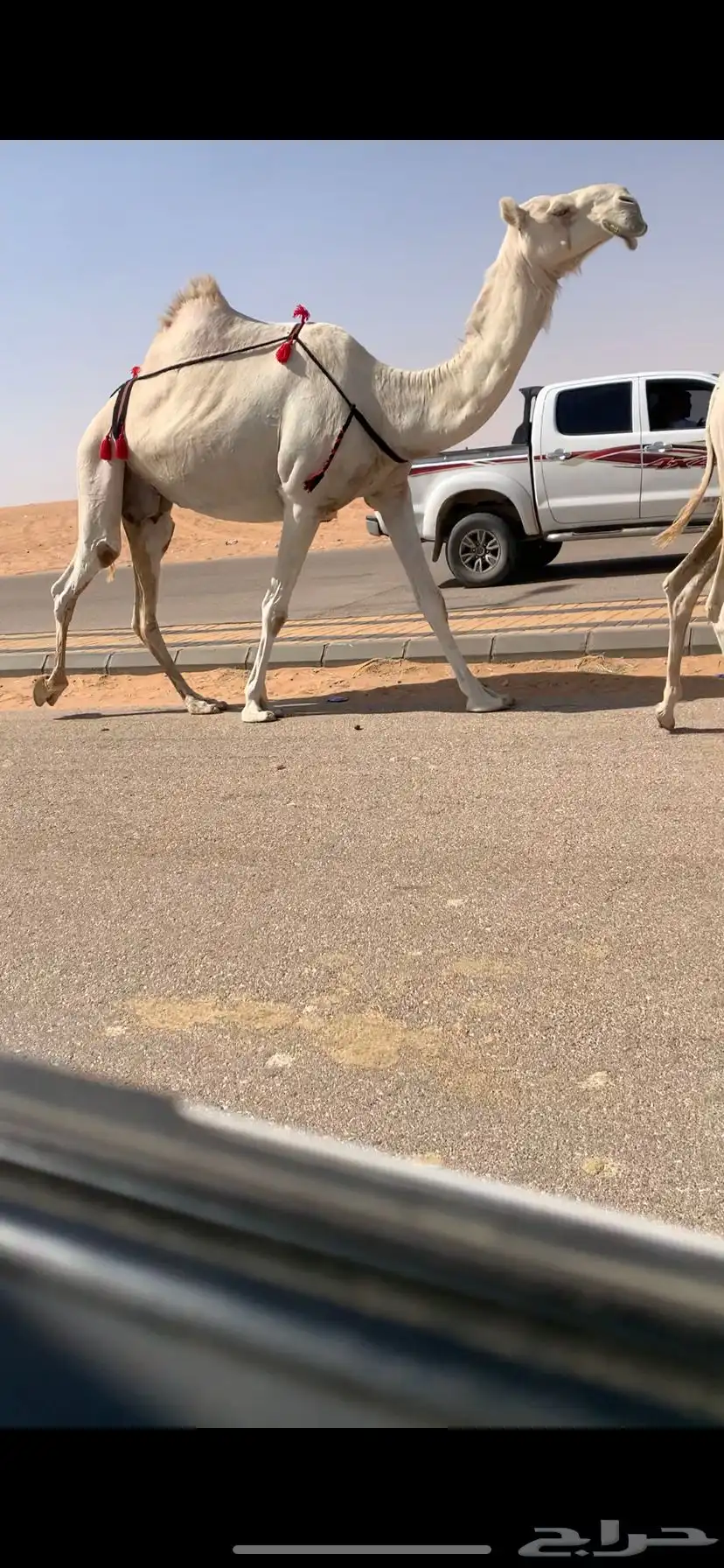 خلفه كفو وضحى مغتر حدرها قعود طيب فردي 2