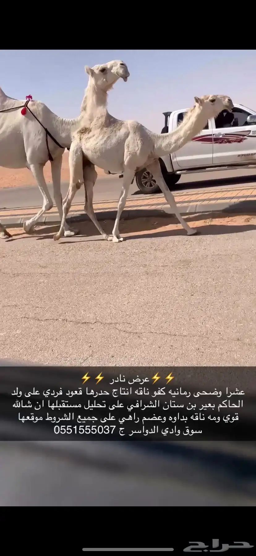 خلفه كفو وضحى مغتر حدرها قعود طيب فردي 0