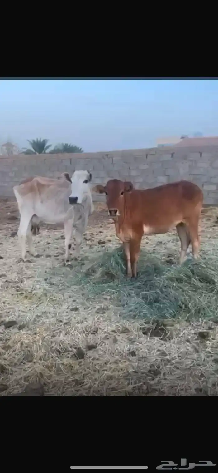 بقر للبيع ( حسيله وامها ) 2