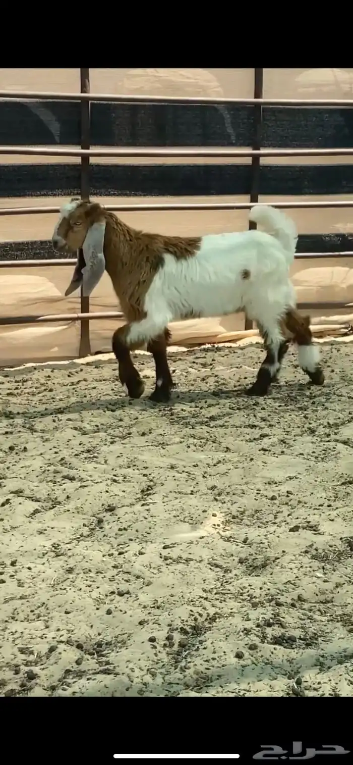 عنز عرضيه طيبه 4