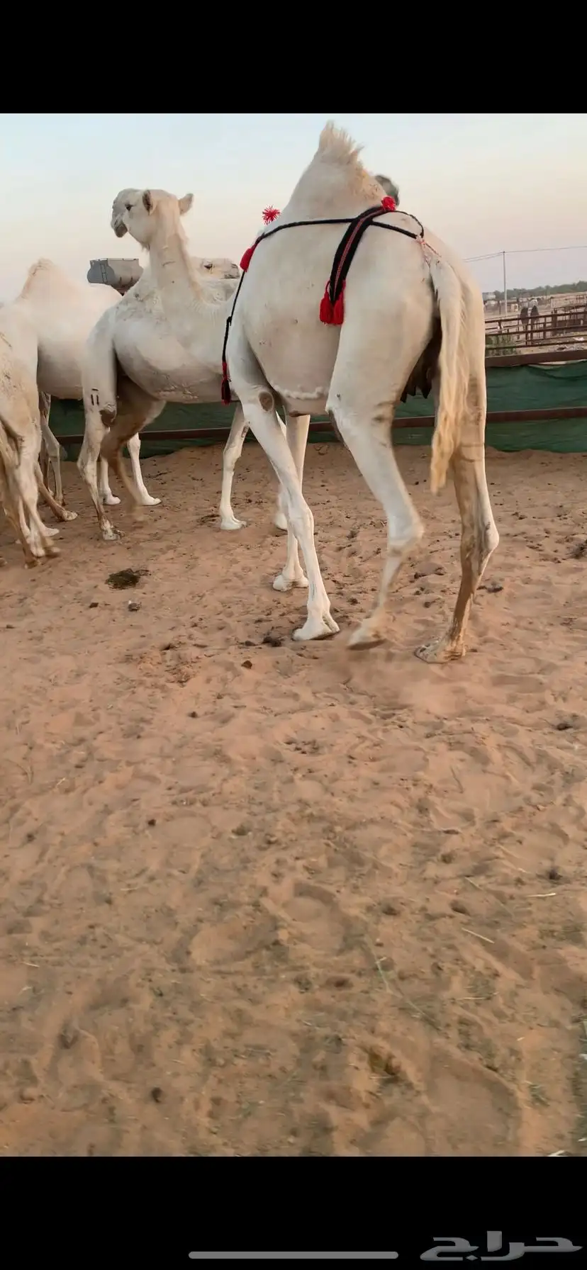 خلفه كفو وضحى مغتر حدرها قعود طيب فردي 5