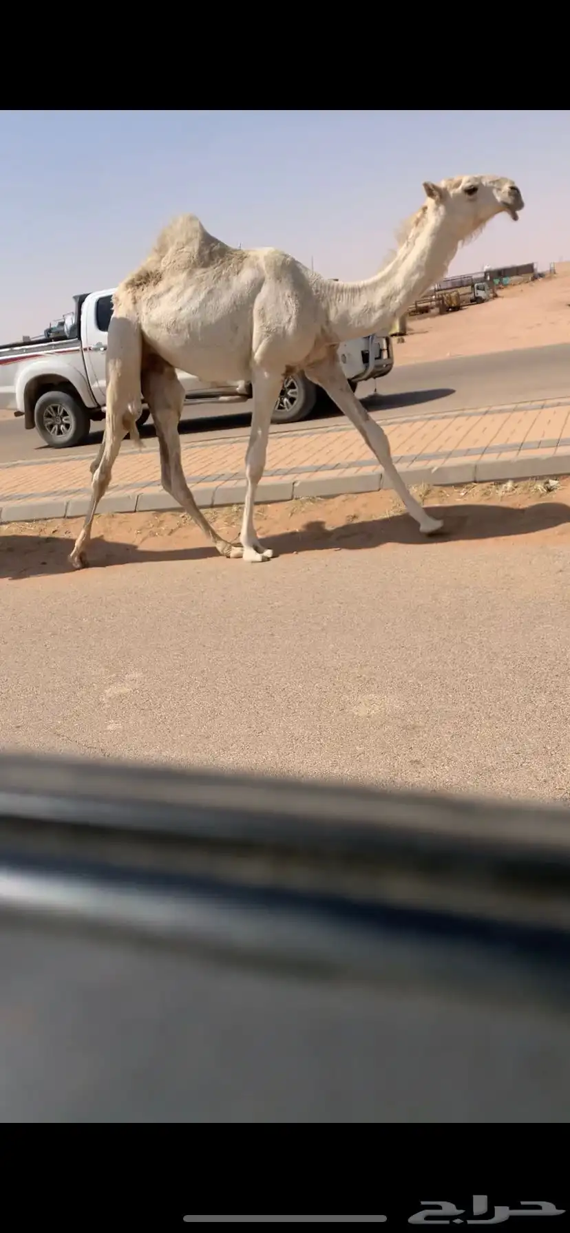 خلفه كفو وضحى مغتر حدرها قعود طيب فردي 4