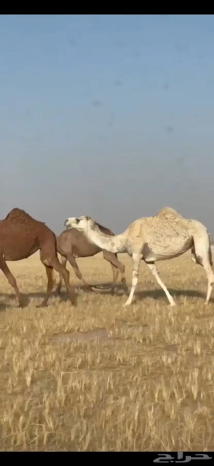 للبيع الناقه خفوت مبيوع ولدها 1