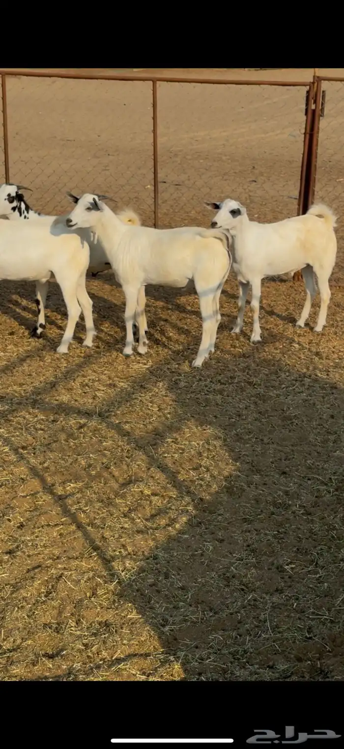 تيوس مناسبات 2