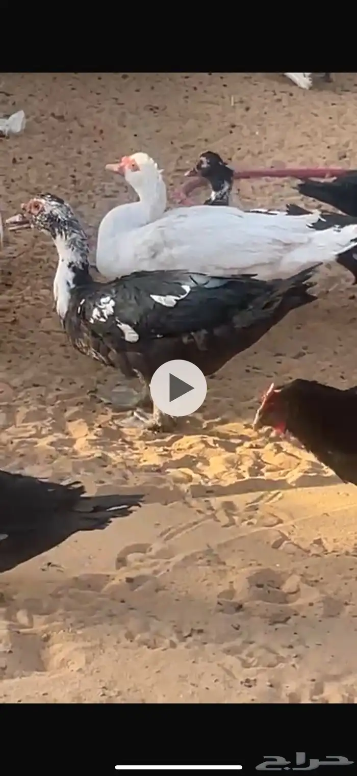 بط مسكوفي مصري 0