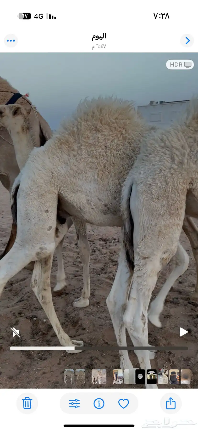 حشو قعدان حيران 3