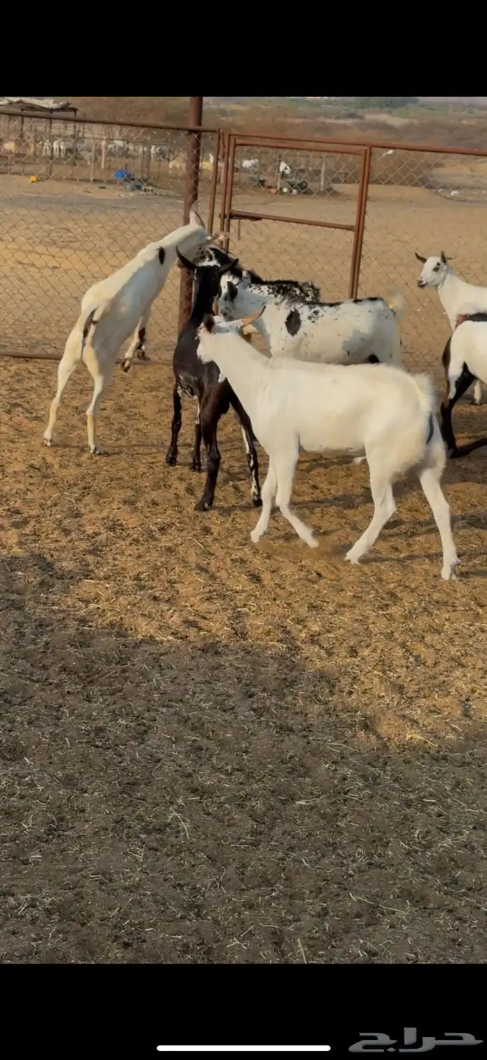 تيوس مناسبات 1