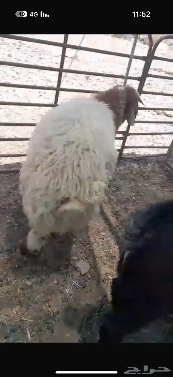 2طليان نعيم وتيس بريه 2