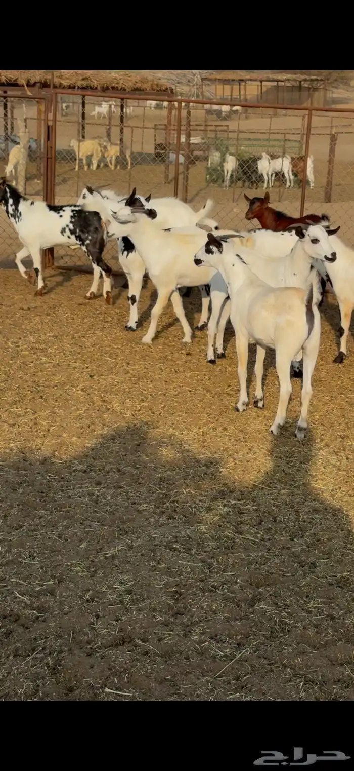 تيوس مناسبات 0
