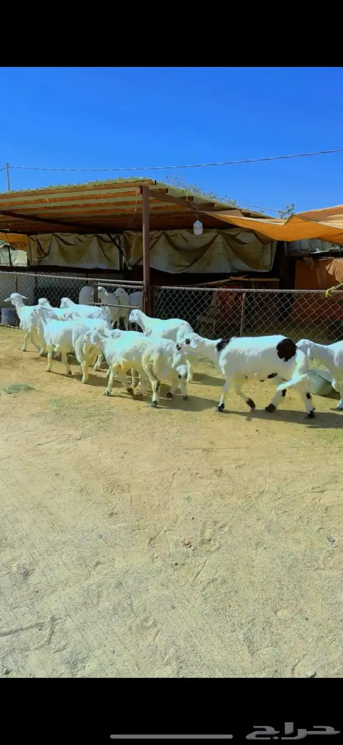خرفان للبيع 2
