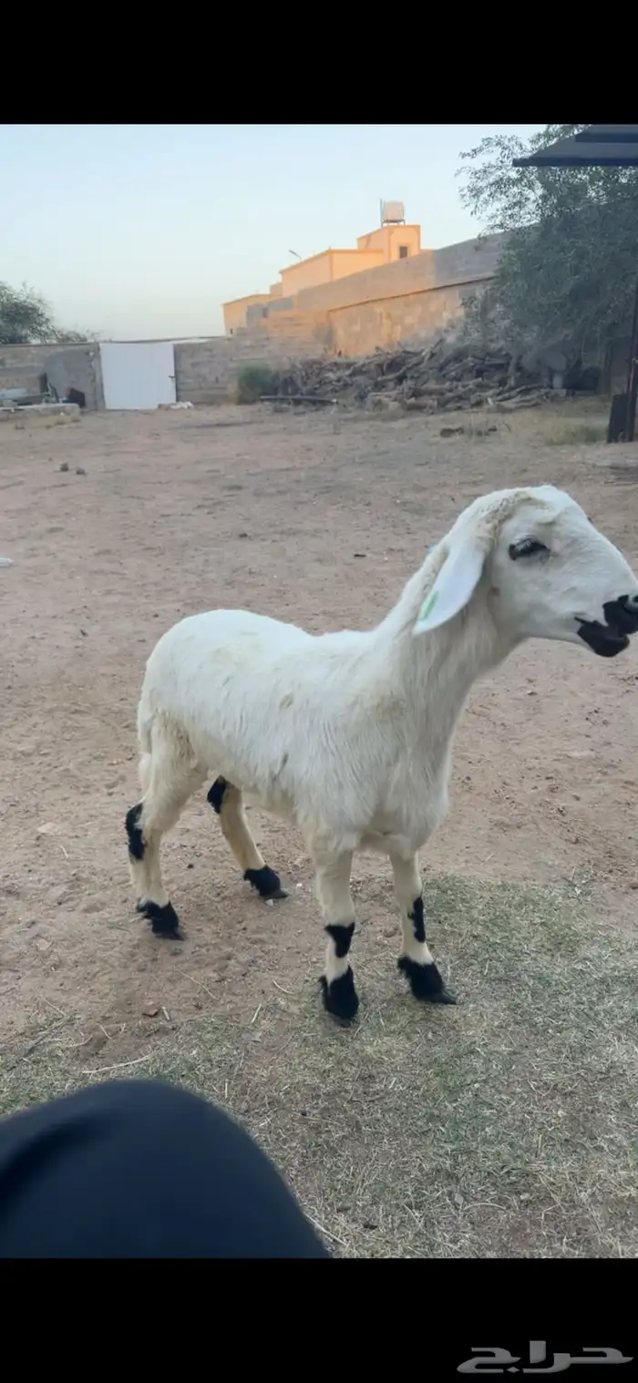 رخل كفو 0