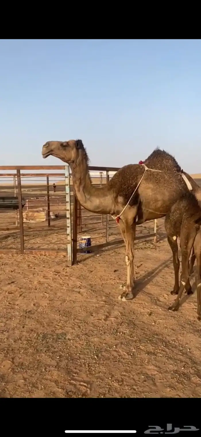 للبيع ناقه 0