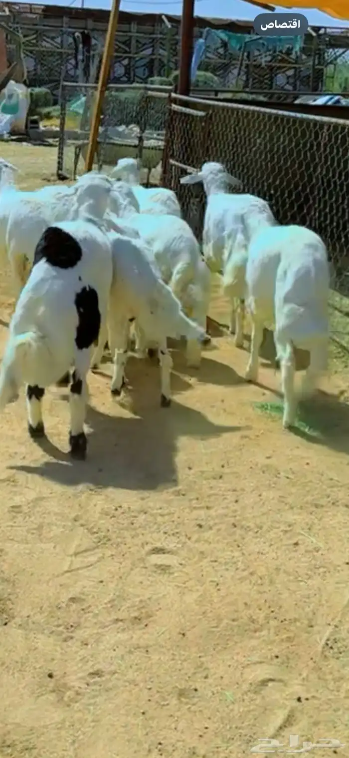 خرفان للبيع 0