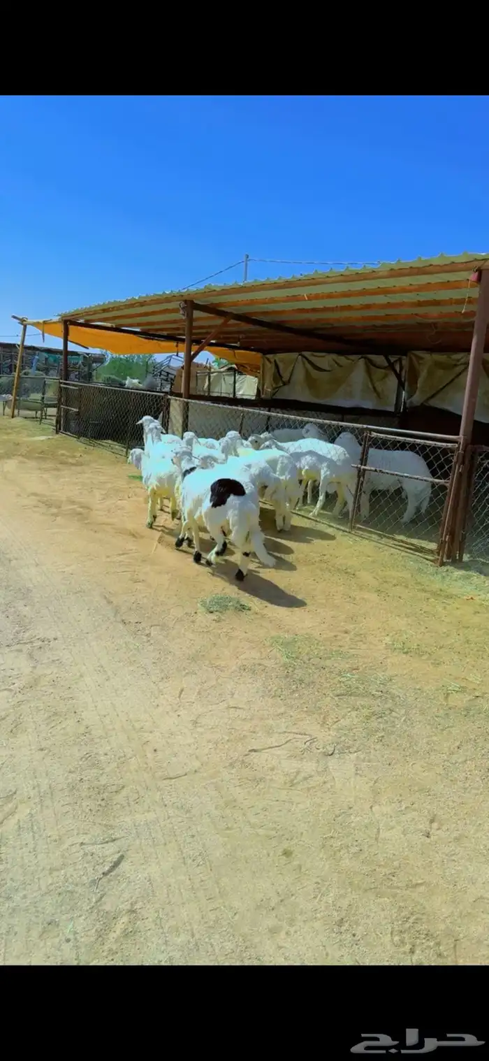 خرفان للبيع 1