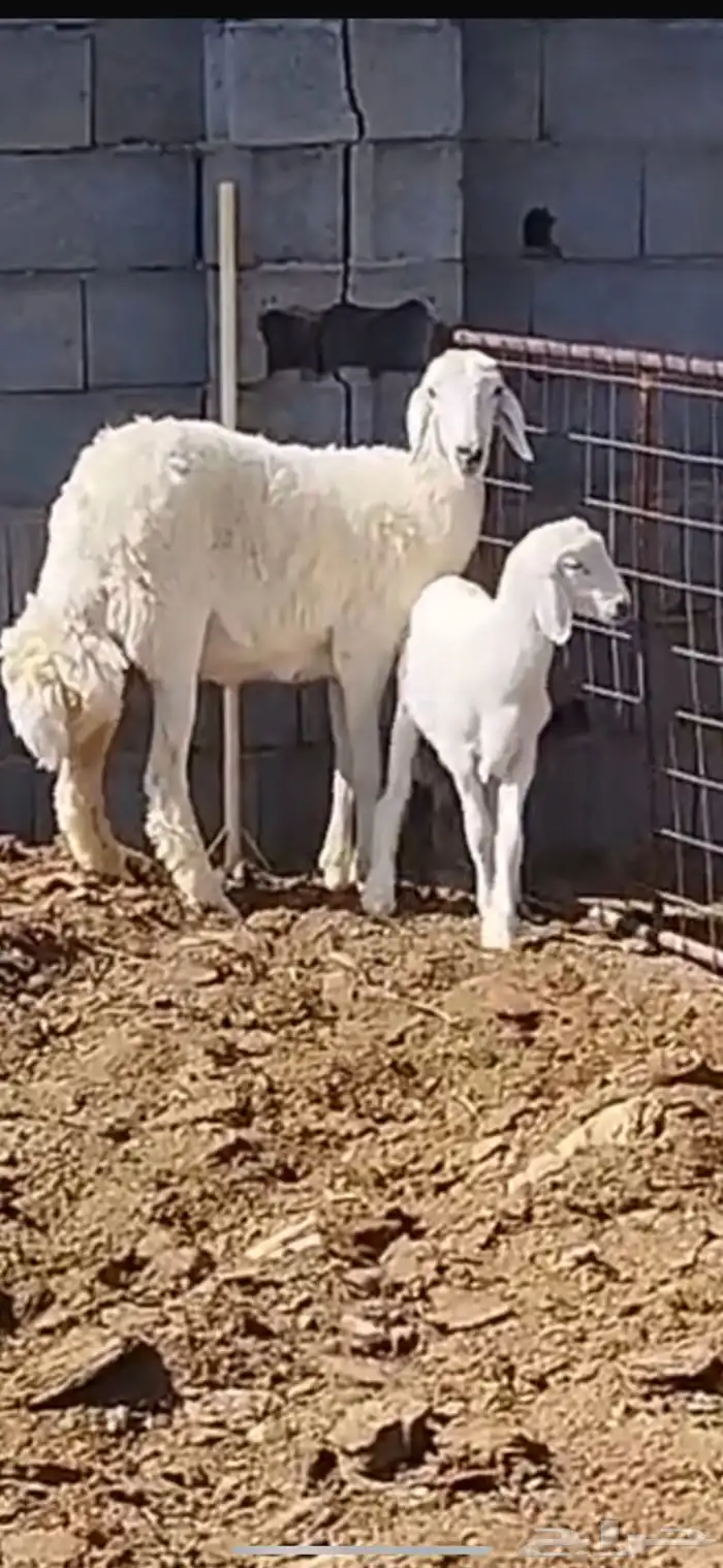 رخل والد حري صنف جذعه ثنيه تم البيع 3