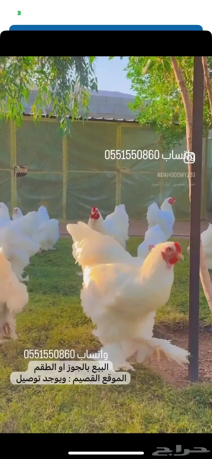 براهما أبيض عملاق 0