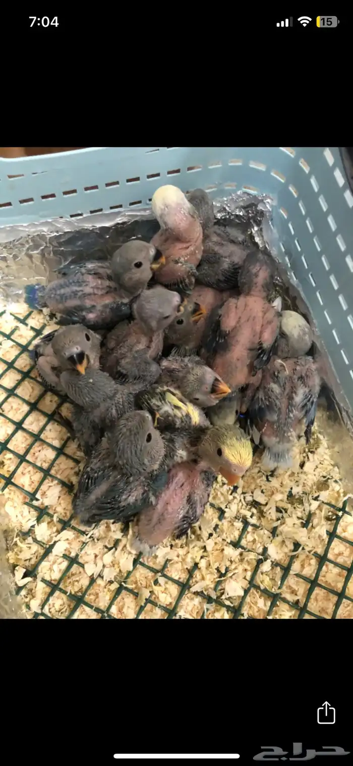 فروخ روز الوان مشكله (فروخ غر ) 0