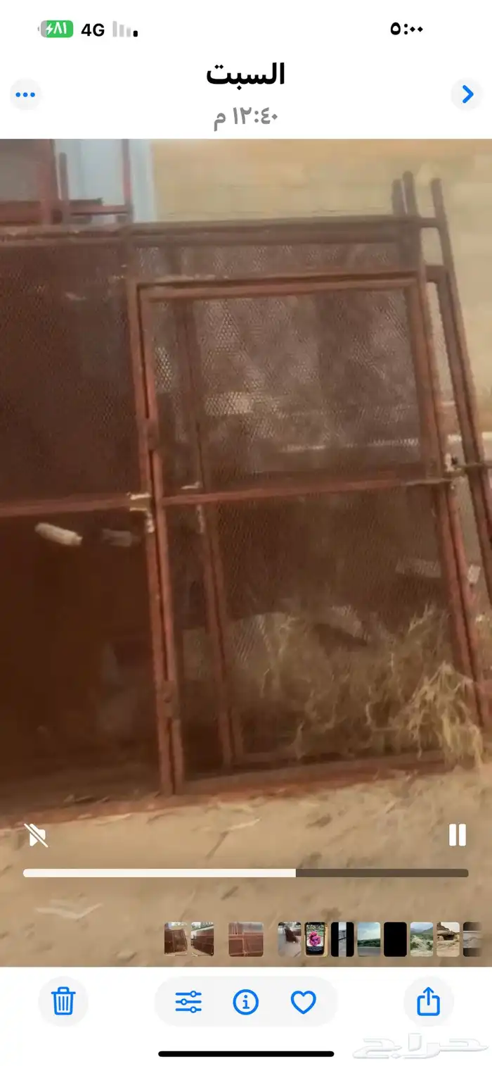 شبوك حمام للبيع عدد 24 عشه 0