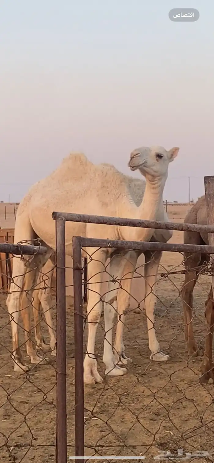 للبيع مفروده وضحا 0