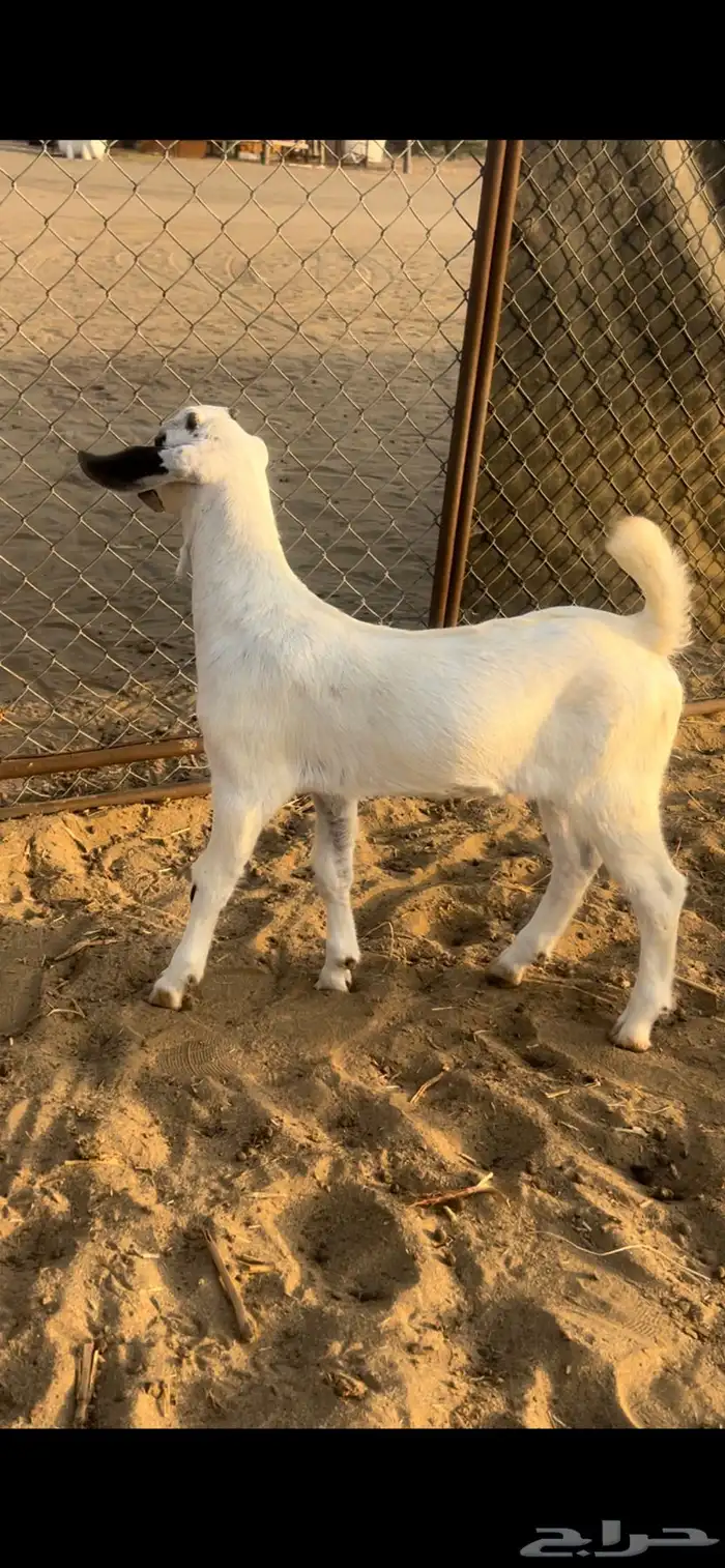 مشاريع تيوس 3