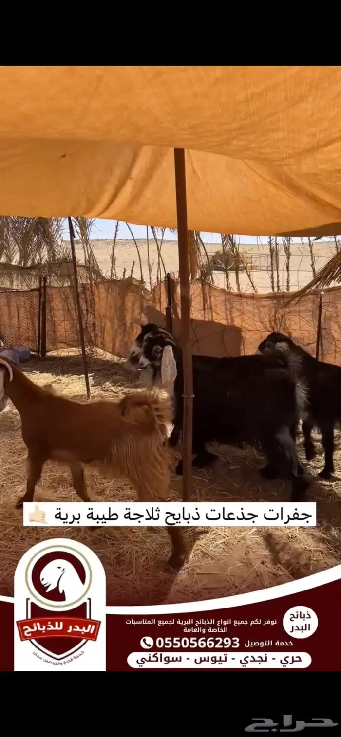ذبائح برية بجميع احجامها ونوفر لجميع المناسبات 3