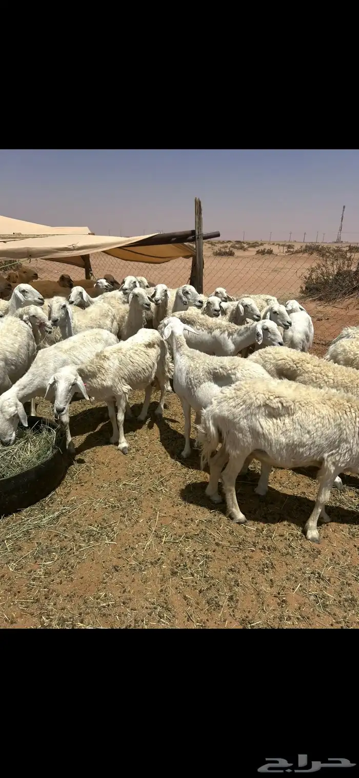 غنم حرش حريات ( تم البيع ) 5
