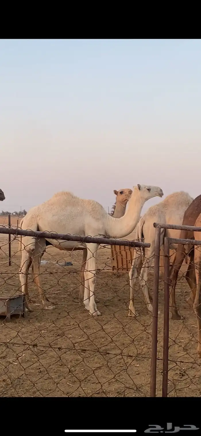 للبيع مفروده وضحا 2