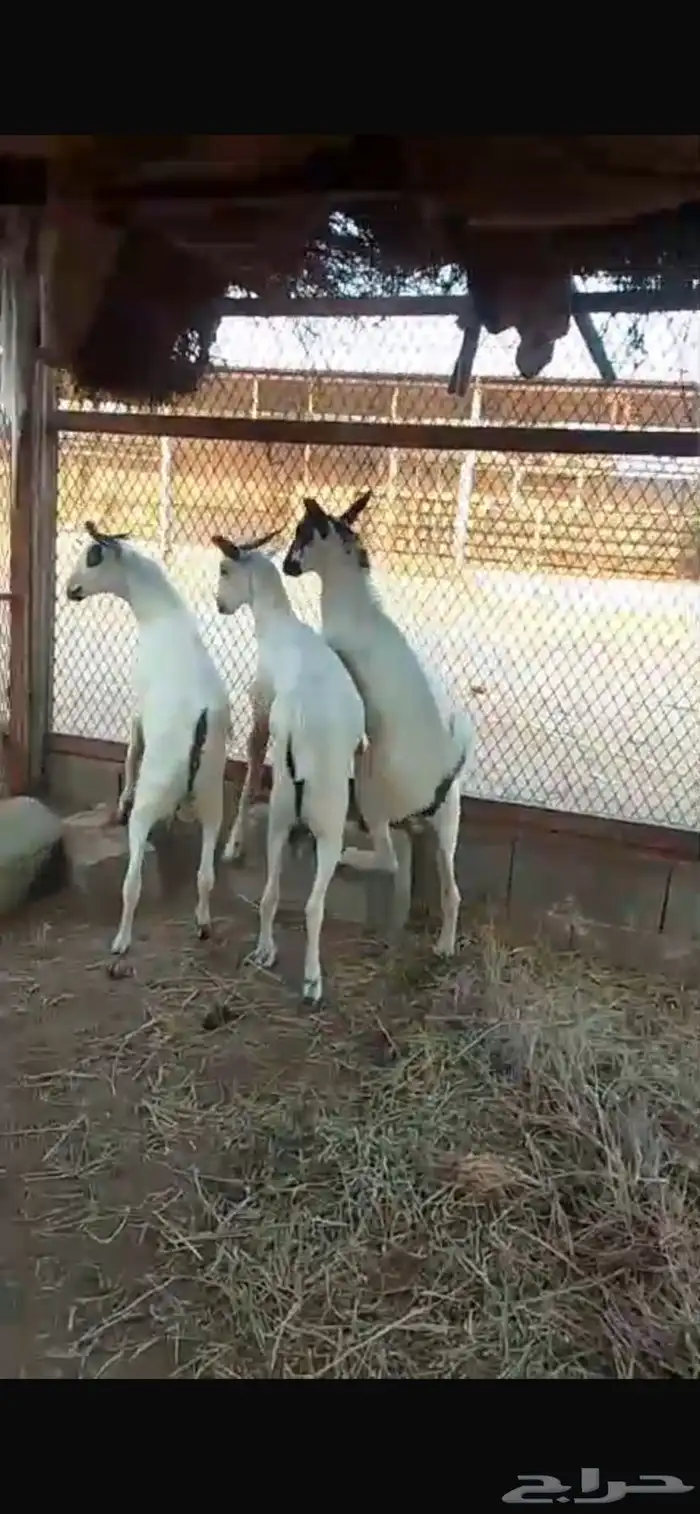 تسيوس بيشية 0
