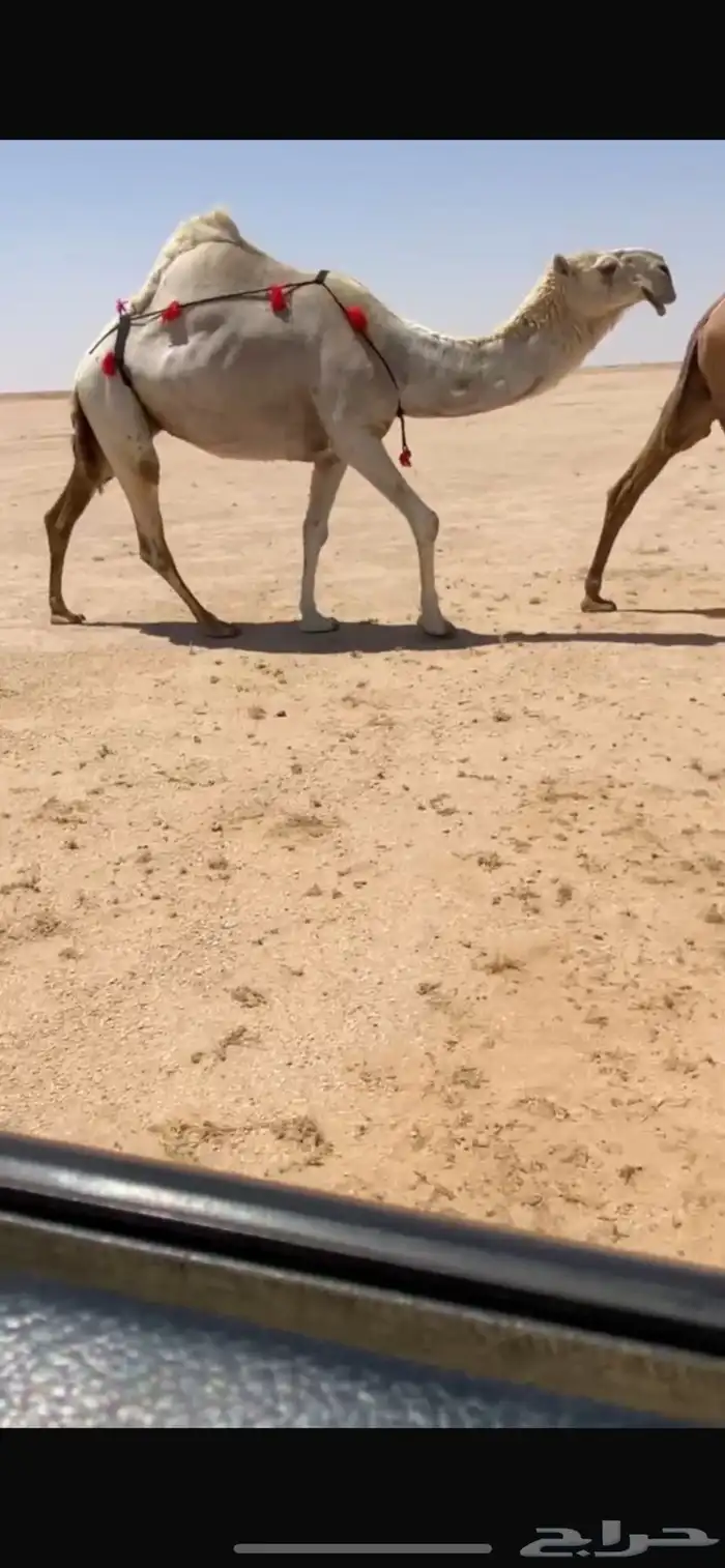 للبيع اللقحه الوضحا 0