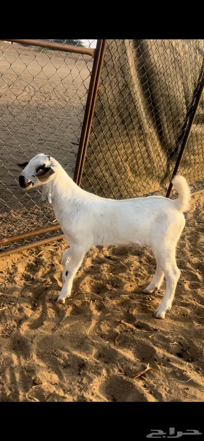 مشاريع تيوس 2
