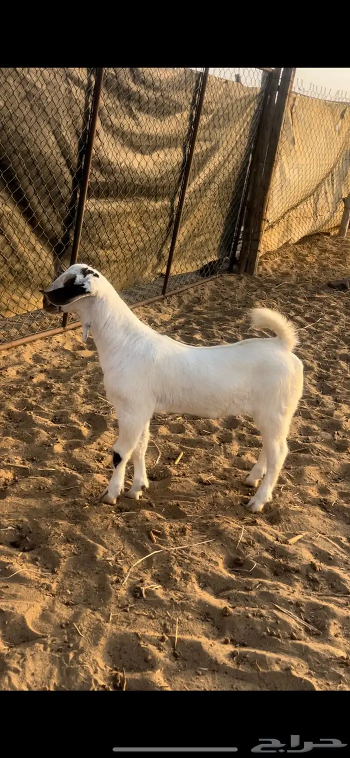مشاريع تيوس 0
