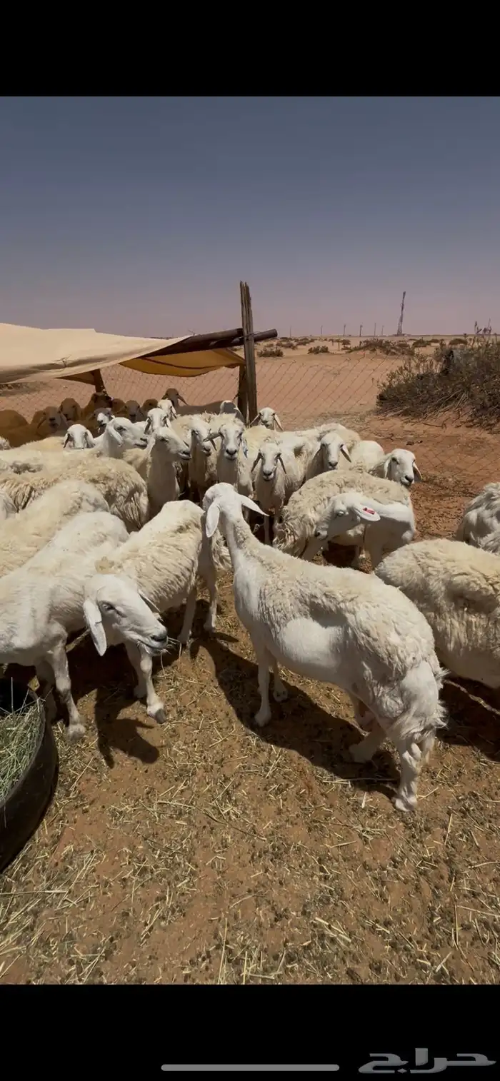 غنم حرش حريات ( تم البيع ) 3