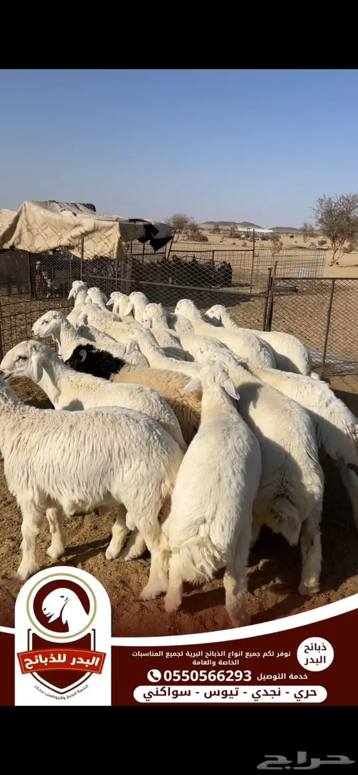 ذبائح برية بجميع احجامها ونوفر لجميع المناسبات 0