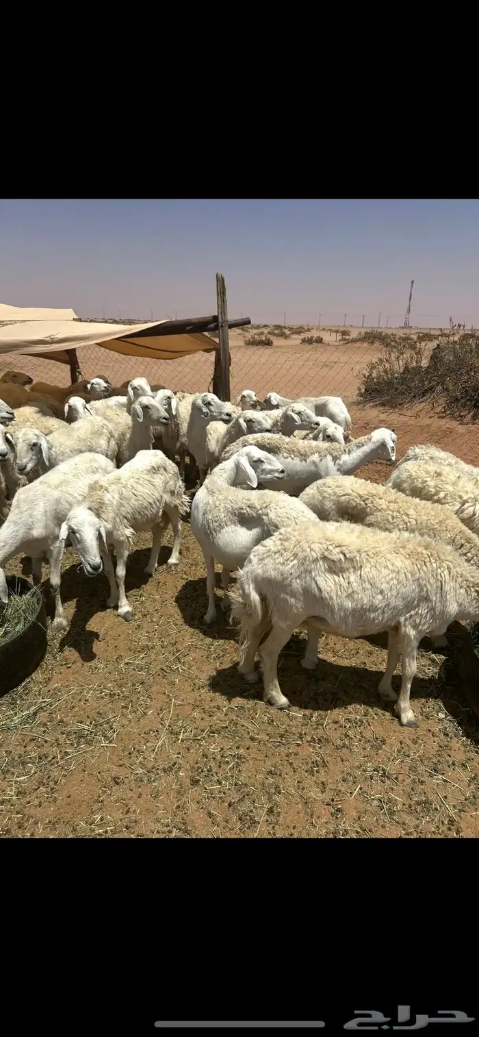 غنم حرش حريات ( تم البيع ) 6