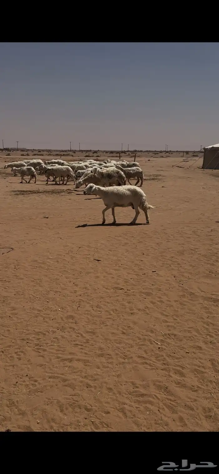 غنم حرش حريات ( تم البيع ) 0
