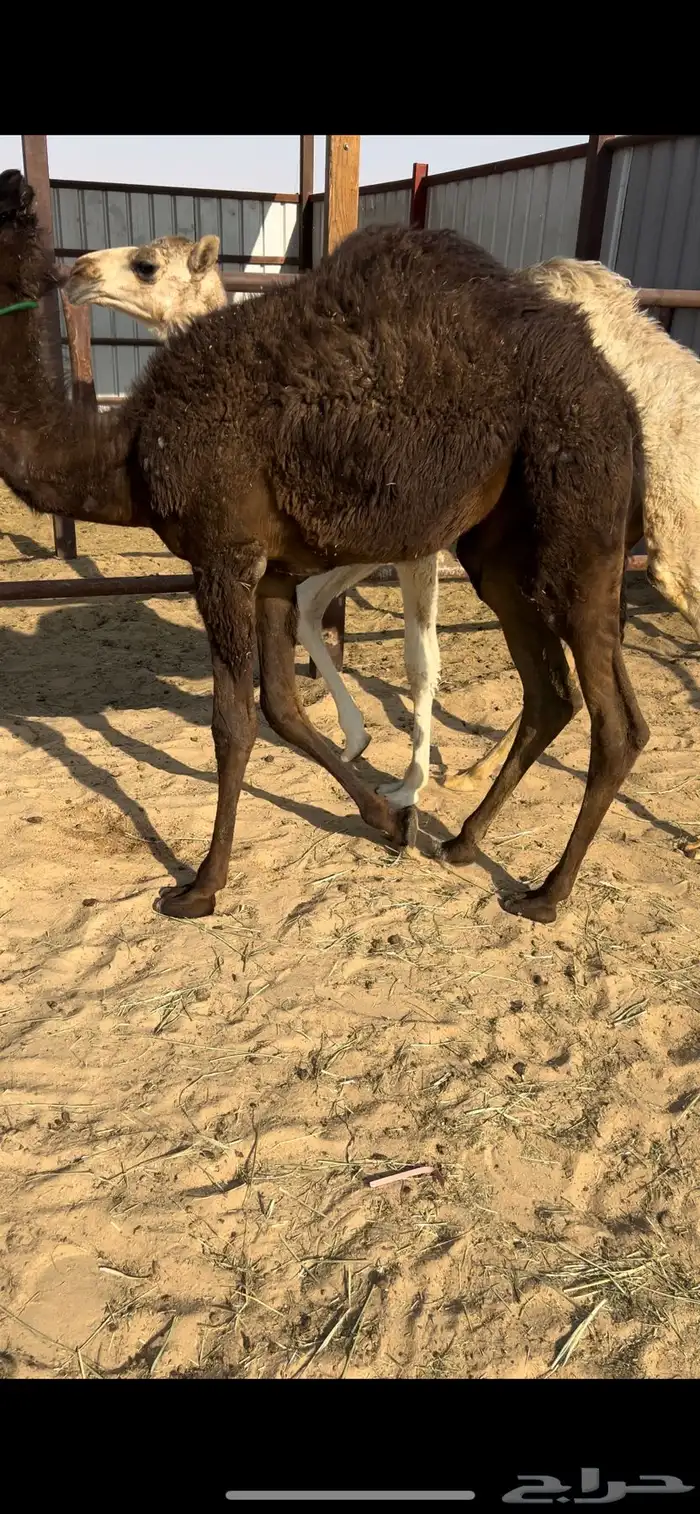 بكار تربيه قصب 1