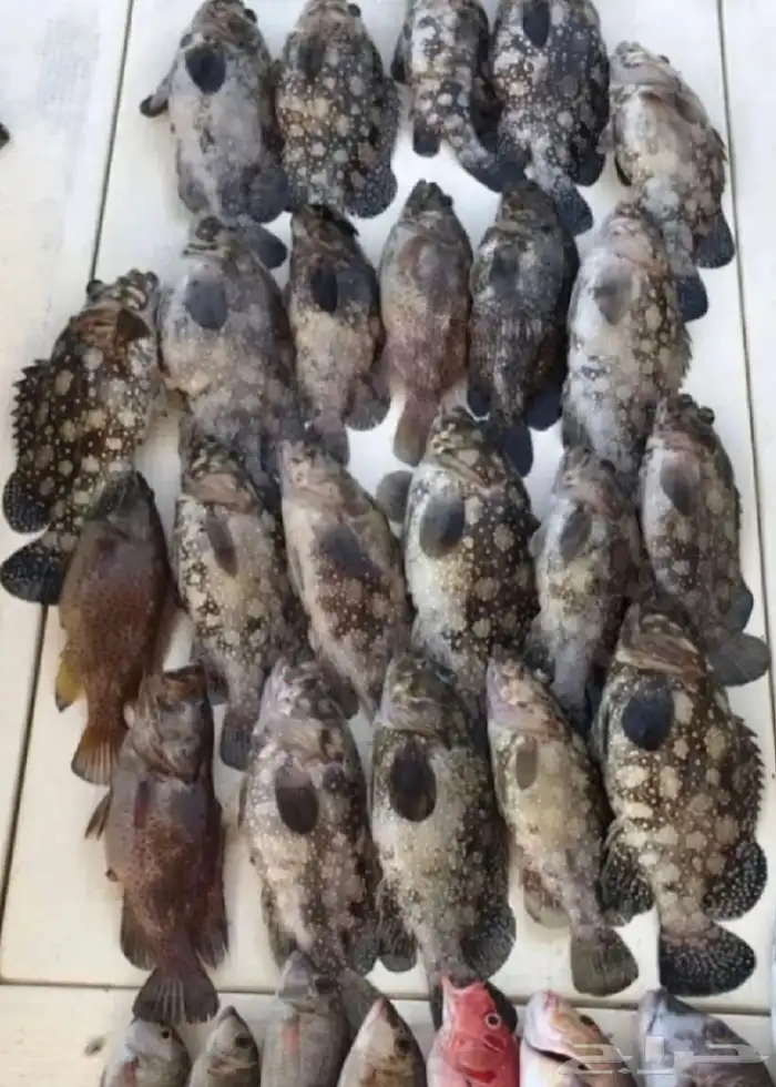 رحلات صيد من افضل أماكن الصيد 0