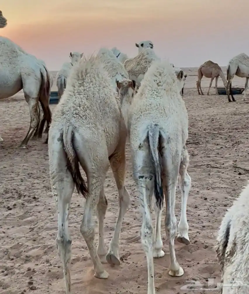 حشو قعدان حيران 1