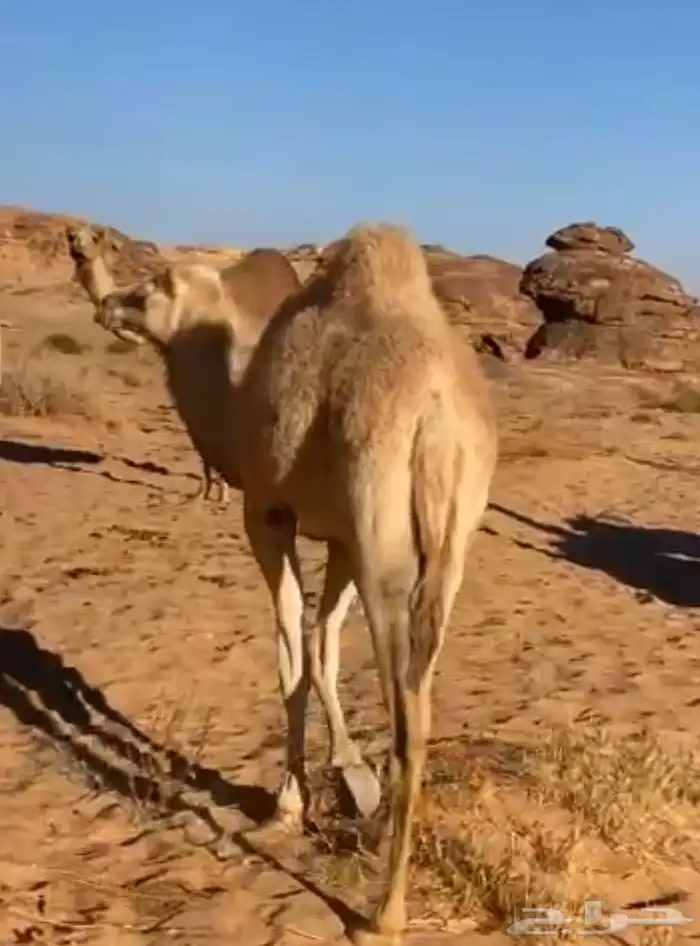 بكره حره صافيه 2
