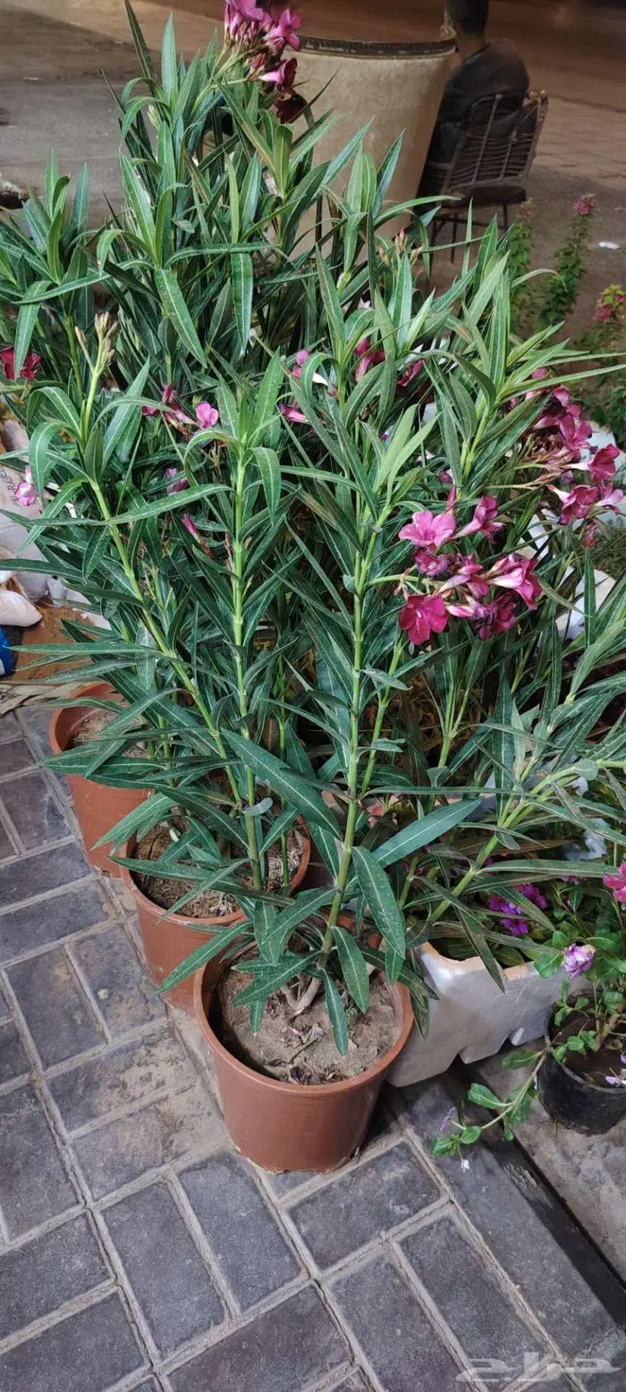 زرع طبيعي وثيل طبيعي C 2000 3