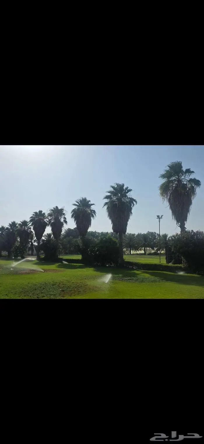 أشجار متنوعة و نخل للبيع 0