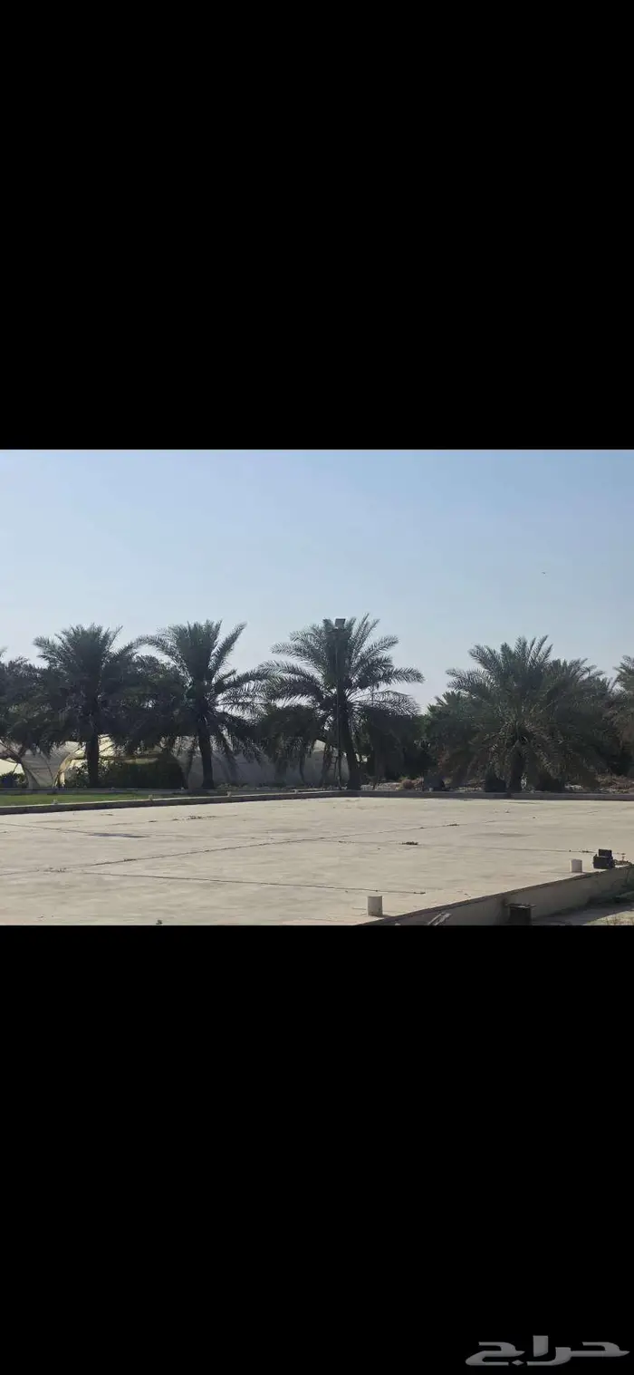 أشجار متنوعة و نخل للبيع 3