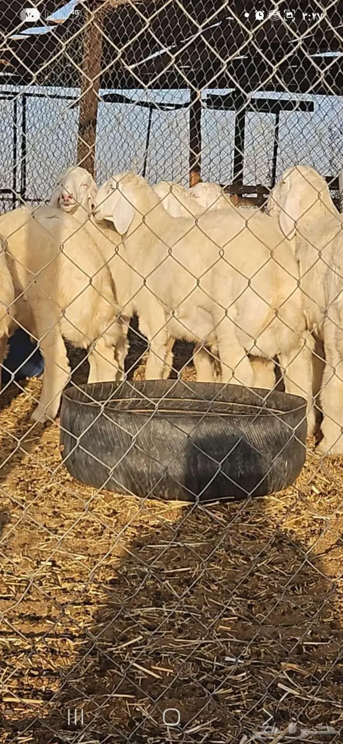 مشروع فحل تم البيع 3
