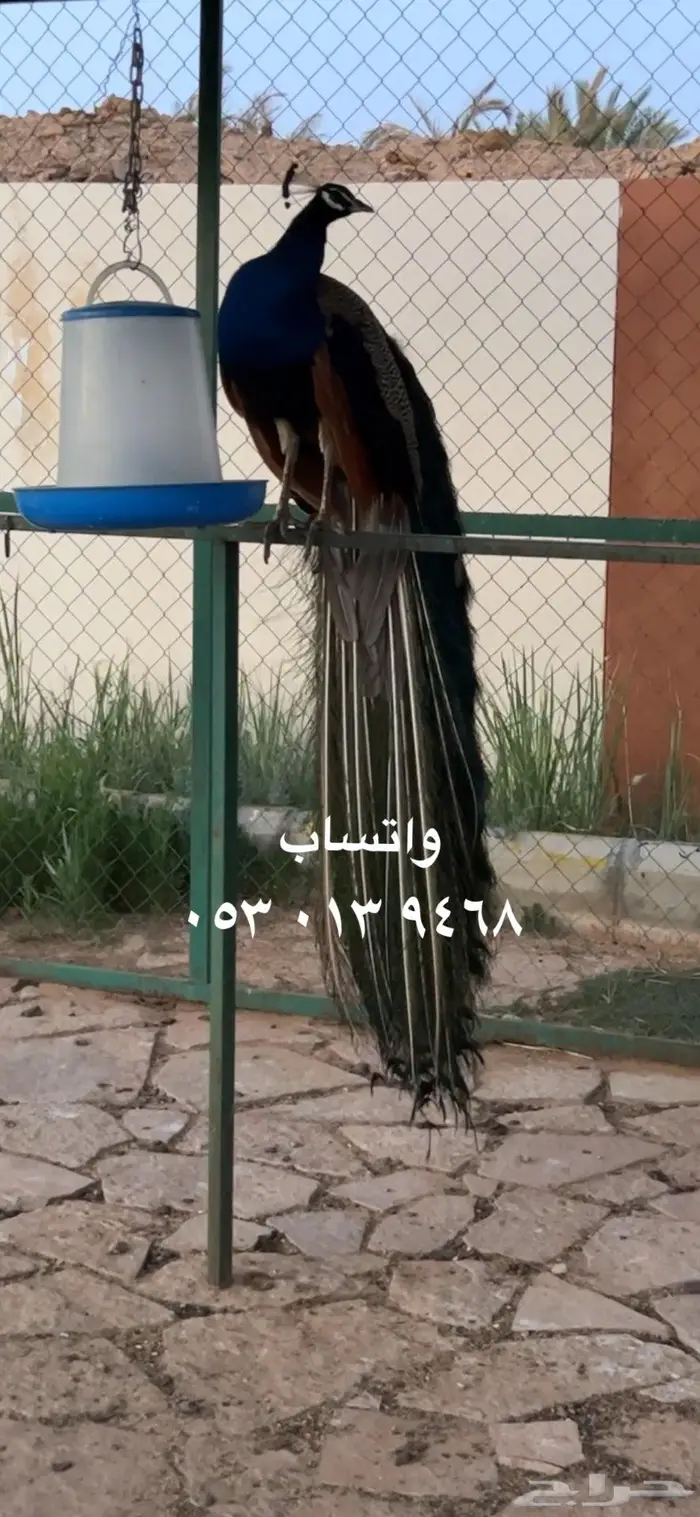 طاووس ذكور للبيع 1