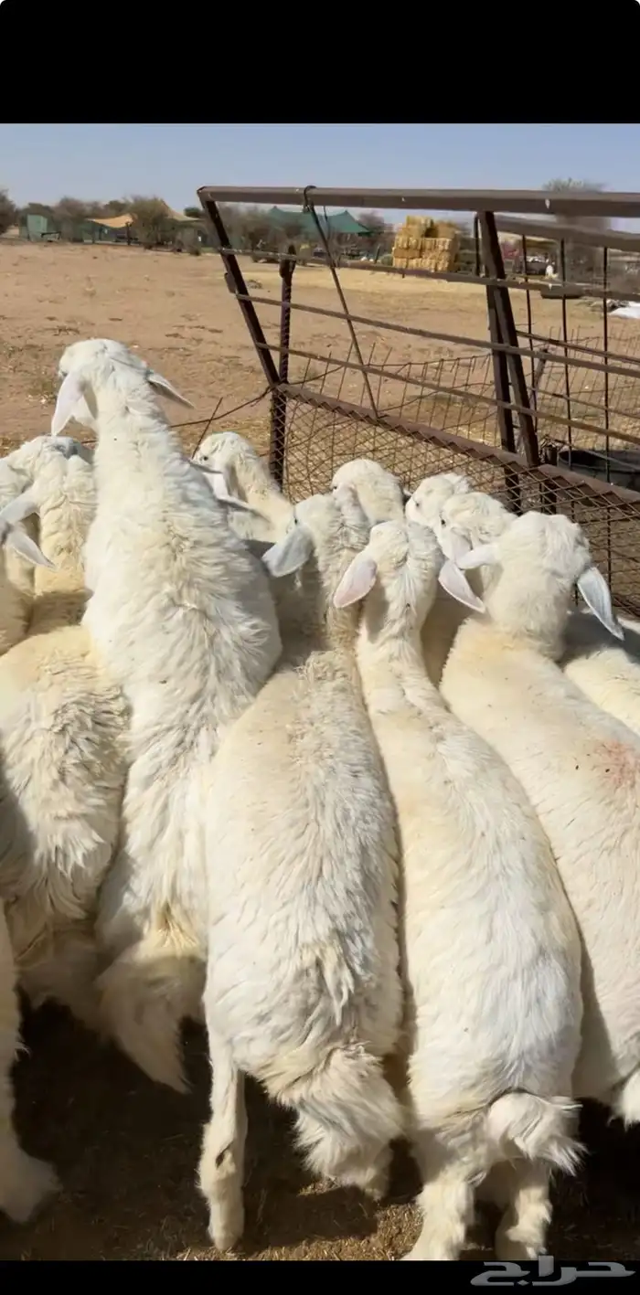 رخال مندي كفو فل شحم 2