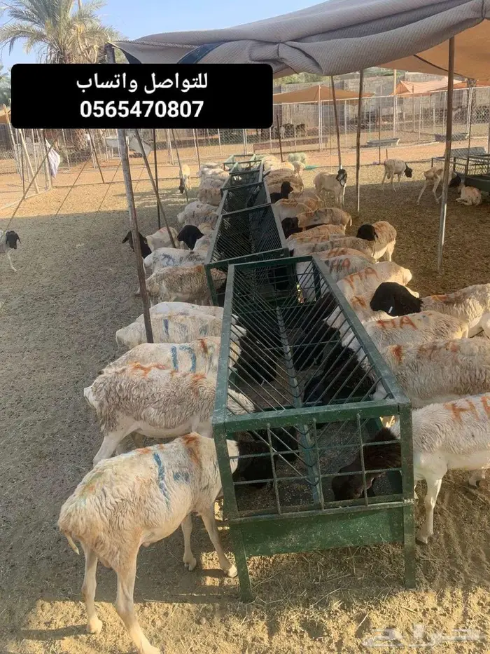 نعيمي اردني سواكن برابر تيوس بأسعار تكسر السوق 3