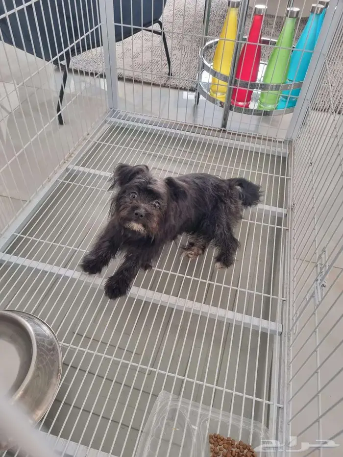 DOG - Affenpinscher 0