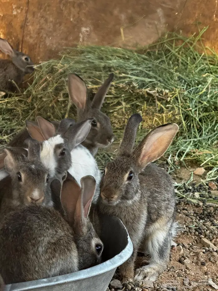 ارانب للبيع 3