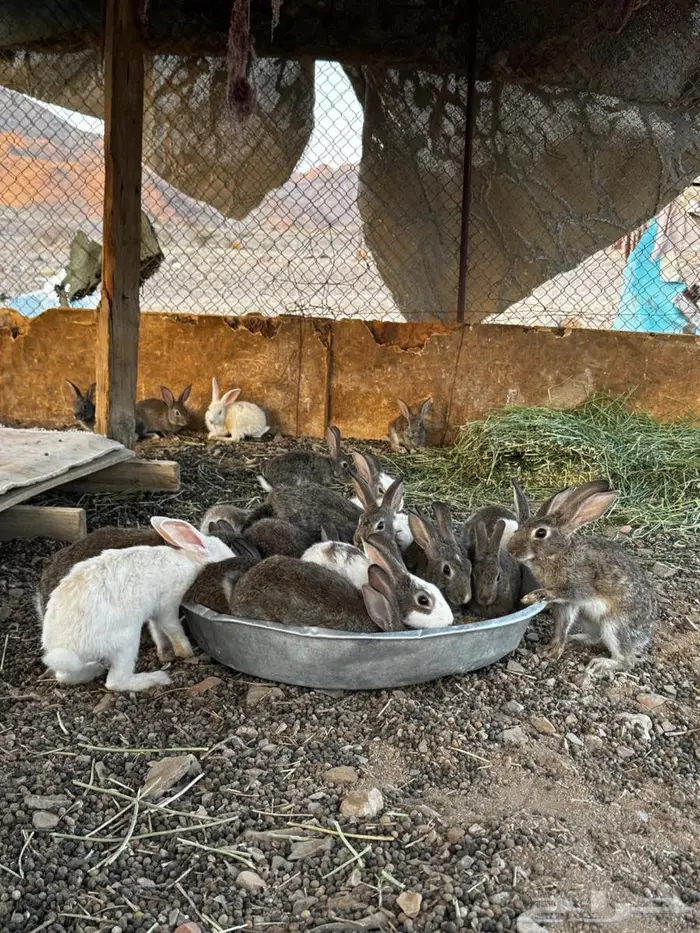 ارانب للبيع 0